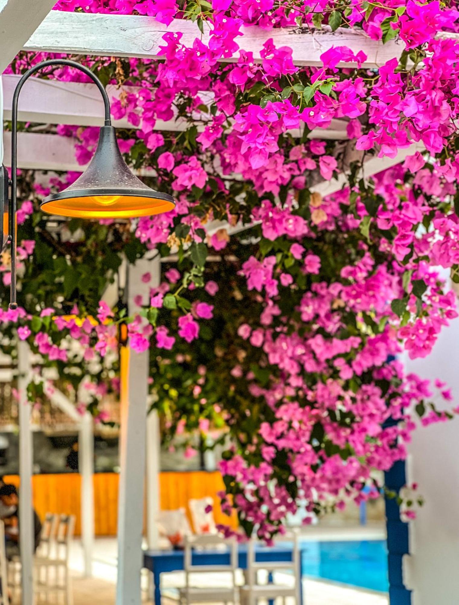 Pineloft Selimiye Hotel Muğla Buitenkant foto